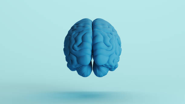 istock Blue human brain anatomy organ intelligence neurology think mind soft tones background rear view 2158152394