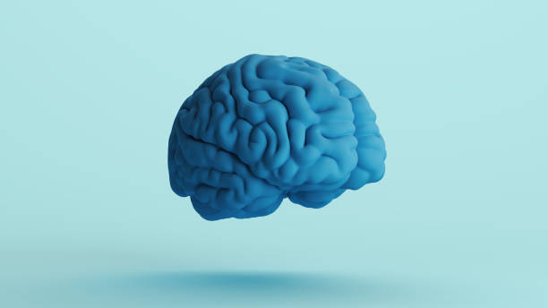 istock Blue human brain anatomy organ intelligence neurology think mind soft tones background front right view 2158152402
