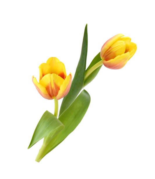 istock Colorful tulip flowers isolated on white 2158152420
