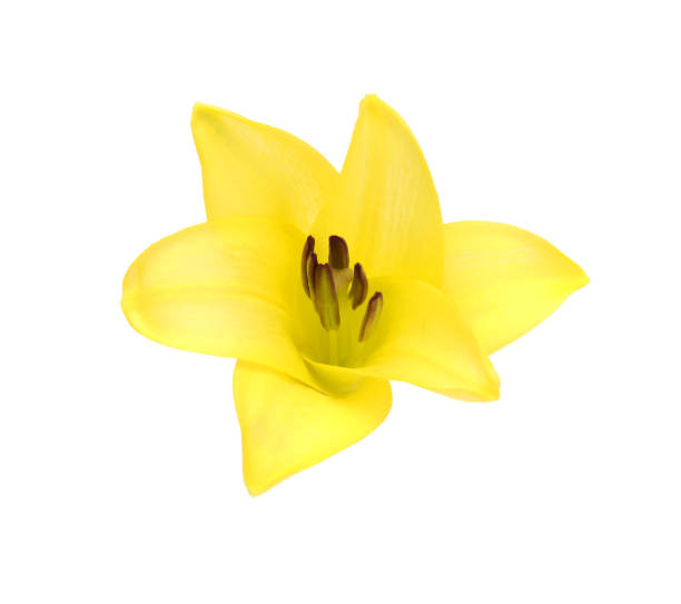 istock Yellow lily flowers on a white background 2158153986