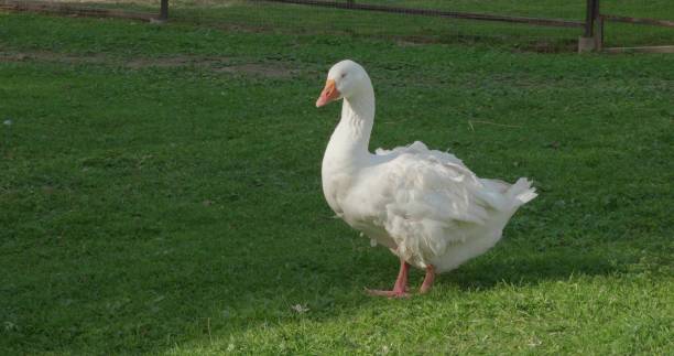istock A beautiful white goose takes a nap while standing on the green grass on a sunny day. A large white goose basked in the sun and closed its eyes enjoying its warmth. White goose on the grass. 2158154362