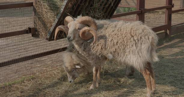 istock A curly-haired ram with horns eats hay from a feeder in an enclosure. Sheep are bred on the farm and kept in an enclosure for walking. Sheep eat hay from the feeder with appetite. 2158154415
