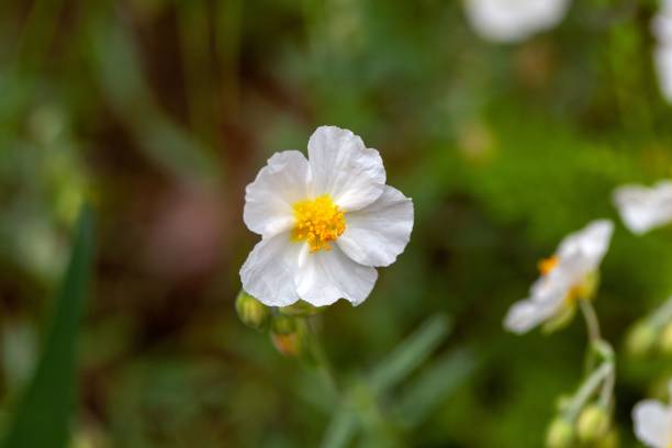 istock White rock-rose, Helianthemum apenninum 2158154633