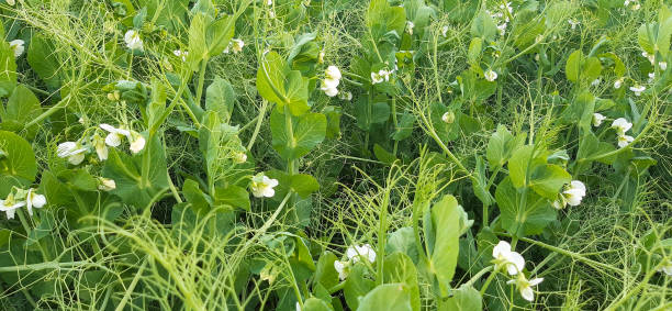 Leguminosae growing on an agricultural field in Germany. Close-up.