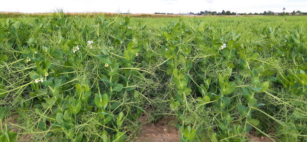 istock Legume plants blooming on a field in June 2158155769