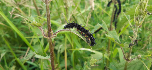 istock Caterpillars of a peacock butterfly (Aglais io) on stinging nettle 2158155982