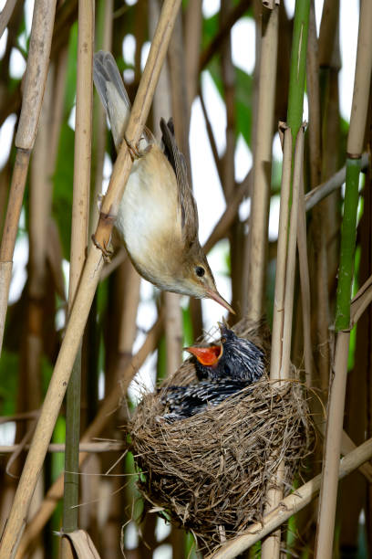 istock Reed warbler with their nest parasitized by the cuckoo 2158156520