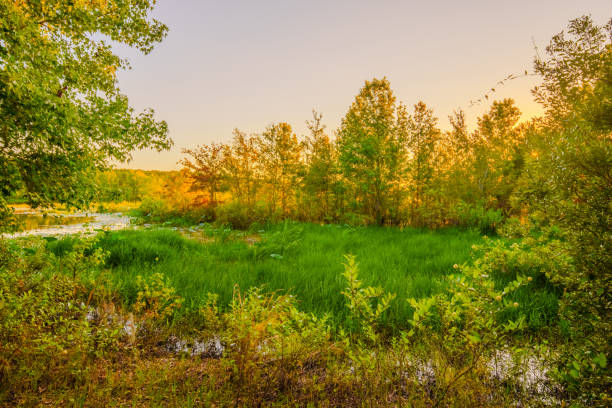 istock GReen nature scene. Florida uninhabited by humans 2158157770