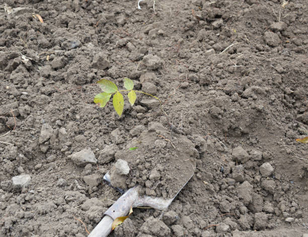 istock transplanting a seedling to a new permanent place of growth 2158159053