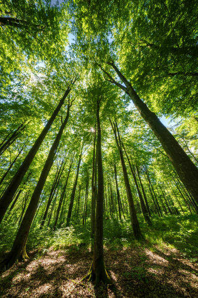 istock Sunlit forest with tall trees and green foliage, peaceful setting for animals and adventure 2158160070