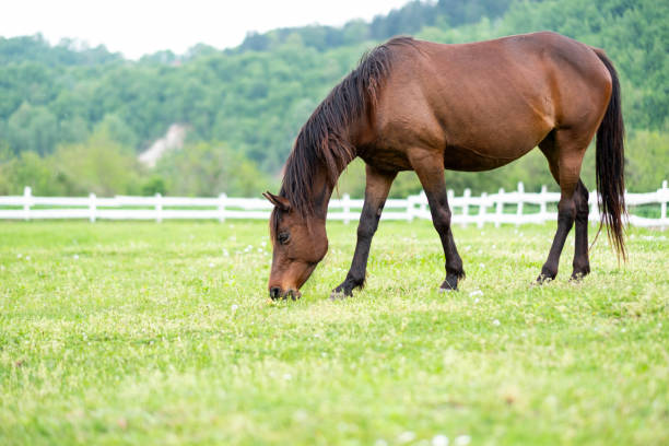 istock a brown horse is grazing on the grass 2158160175