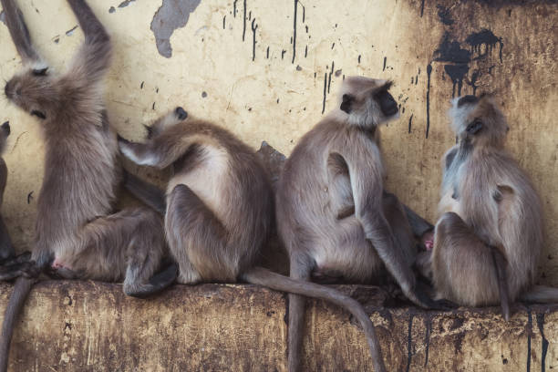 istock Monkeys on a grey wall in the wild, displaying furry tails and playful behavior 2158160376