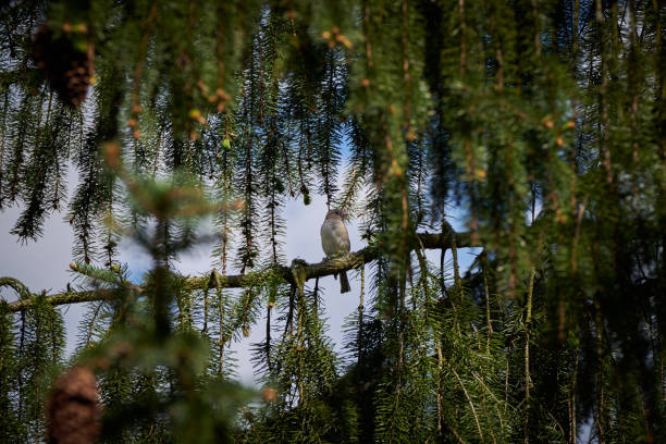 House Sparrow female on a fir tree branch