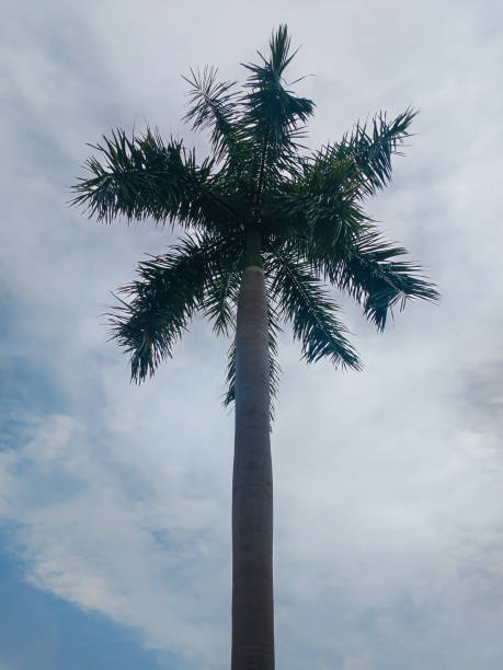 istock Palm tree with cloudy sky in the background in Panama City 2158160980
