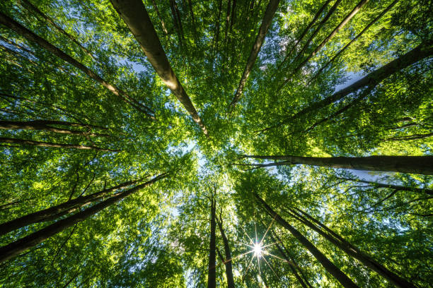 istock The forest canopy lets sunlight filter through, making a peaceful environment in the lush woodland 2158161269