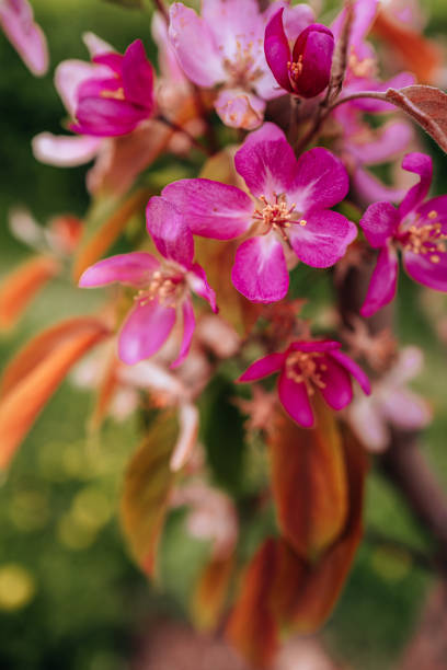 Bright pink spring blooming flowers growing on the tree on a sunny day
