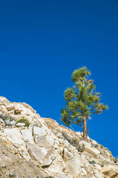 istock Lone Pine Growing on a Rock Outcropping 2158161549