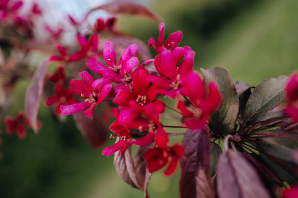 istock Bright pink spring blooming flowers growing on the tree on a sunny day 2158161552