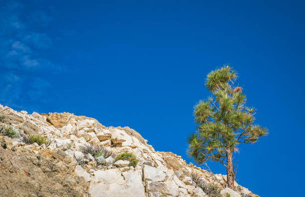 istock Lone Pine Growing on a Rock Outcropping 2158161567