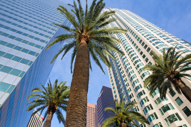 istock Palm trees and skyscrapers 2158162539