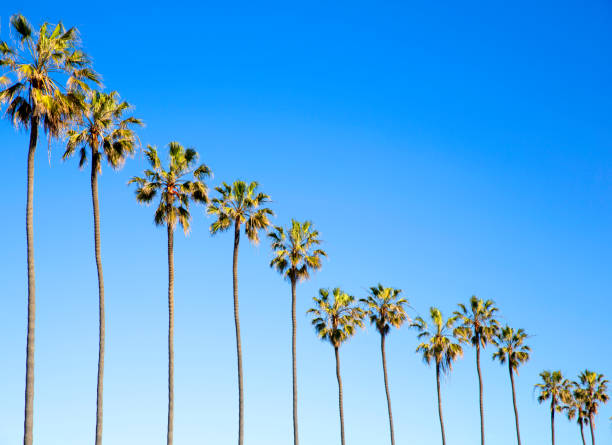 istock Row of palm trees and sky 2158162544