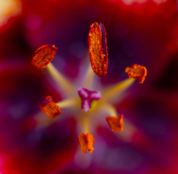 Macro shot of a Tiger Lily stamen covered in pollen taken in my back garden.