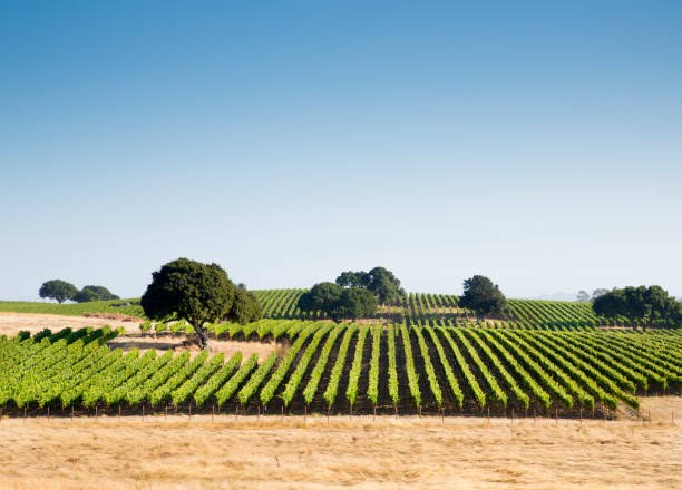 istock Aerial view of vineyard 2158162558
