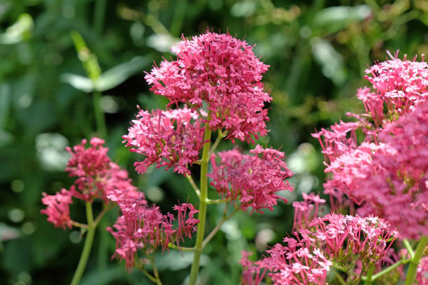 istock Pink wildflower Red Valerian, Centranthus ruber, in flower. 2158163856