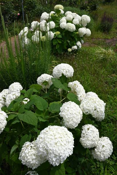 istock Hydrangea arborescens 'Annabelle'. A deciduous shrub of the Hydrangeaceae family native to North America. 2158164264