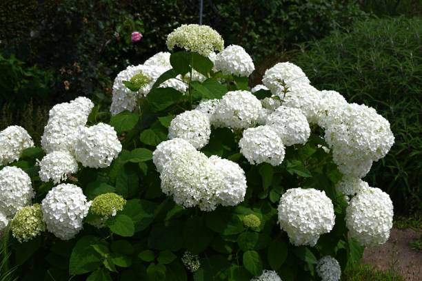 istock Hydrangea arborescens 'Annabelle'. A deciduous shrub of the Hydrangeaceae family native to North America. 2158164270