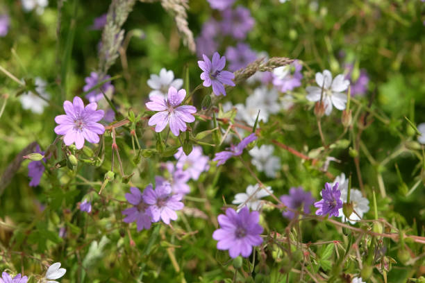 istock Purple and white Geranium pyrenaicum, hedgerow cranesbill, in flower. 2158164470