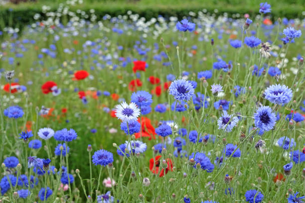 Centaurea cyanus, Blue Bachelors Button cornflower in flower.