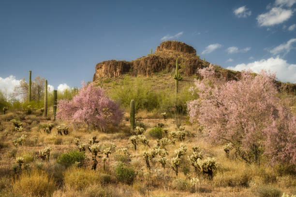 Ironwood trees at Peralta Regional Park in the Sonoran Desert near Phoenix Arizona
