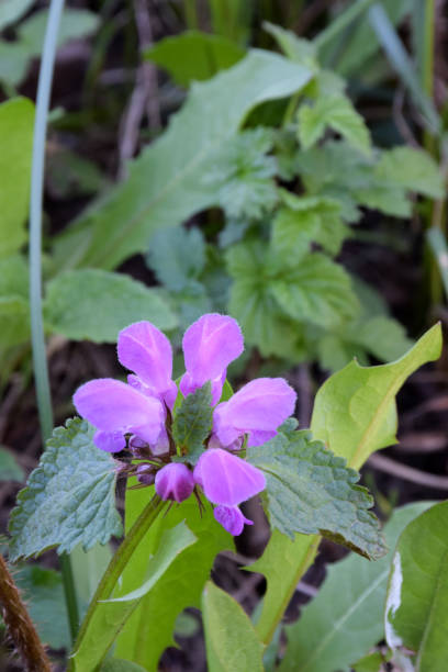 istock Purple lamium purperium flower close-up. The back leafy background is blurred 2158165344