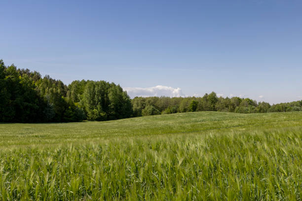 istock a field with green unripe barley in spring in windy weather 2158166779
