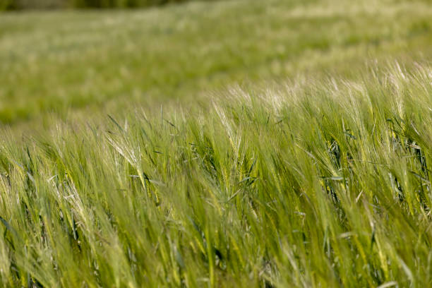 istock a field with green unripe barley in spring in windy weather 2158166785