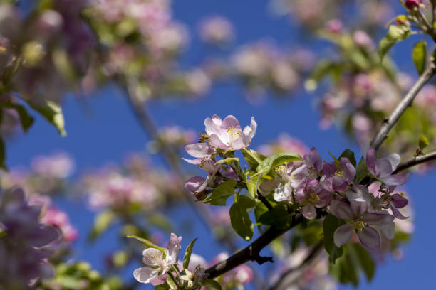 Beautiful pink apple blossoms on a blue sky background, beautiful blooming apple orchard in spring