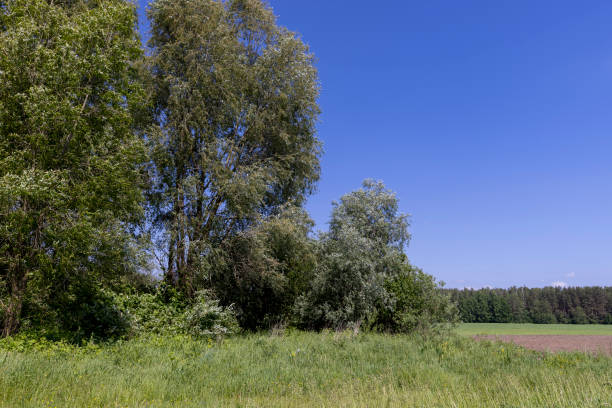 istock deciduous trees in windy weather in swaying foliage 2158166891