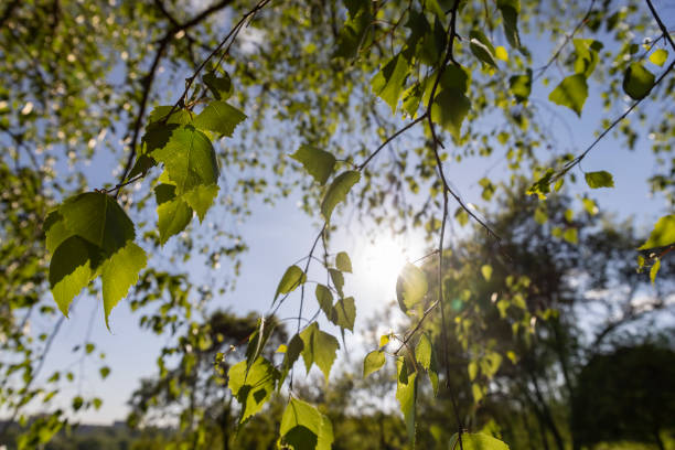 istock birch foliage in the spring season 2158166947