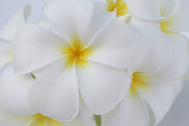 istock Plumeria or frangipani flower. Tropical tree 2158167617