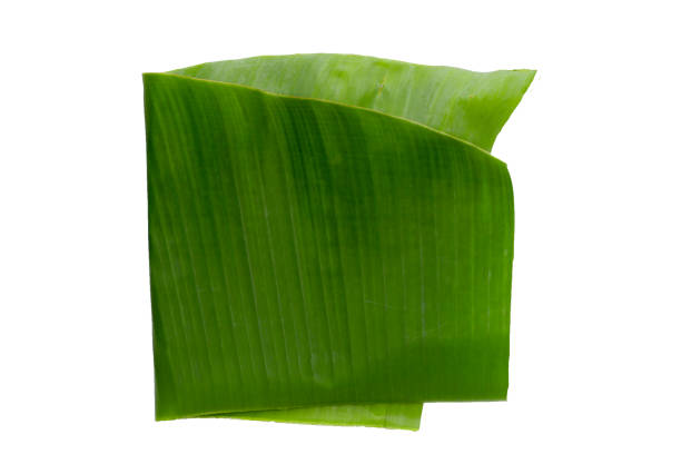 istock Green leaves of banana tree 2158167635