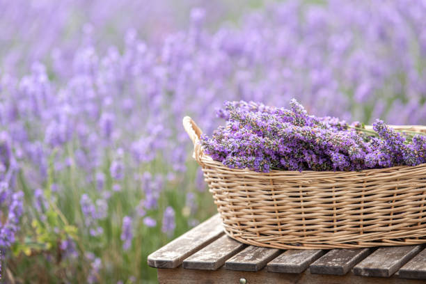 istock Harvesting season. Lavender bouquets and basket. 2158167983
