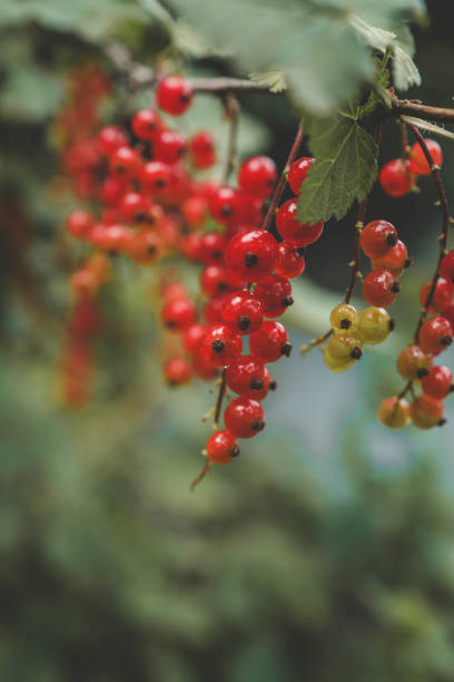 Redcurrant (Ribes rubrum) fruits on a bush in the garden during summer.