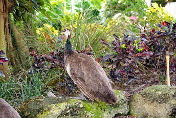 istock Female Peacock in the Everglades 2158168488