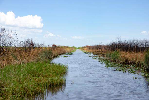 A peaceful waterway winds through the dense greenery of the Florida Everglades. The water is dotted with water lilies, and the lush vegetation reflects in the calm surface, creating a serene landscape.