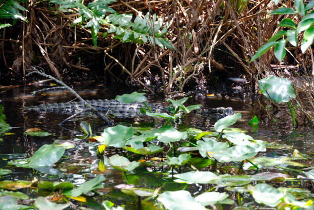 A young alligator swims in the murky waters of the Florida Everglades.