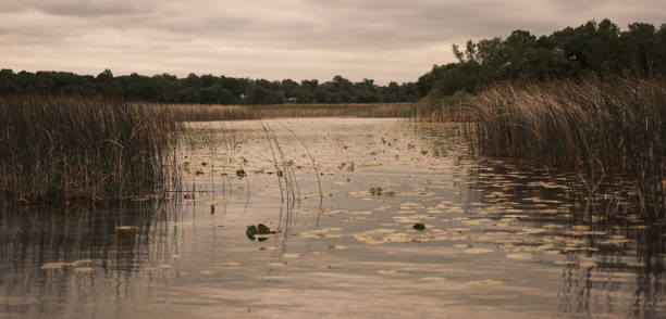 Swamp lake with cattail