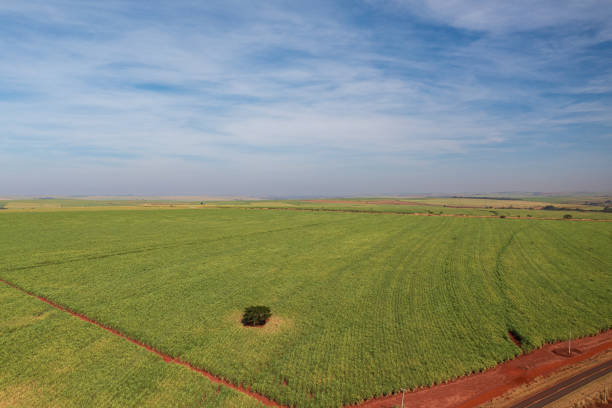 istock drone view of sugarcane plantations on sunny afternoon 2158169154