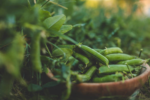 istock Green fresh peas in a wooden plate 2158169363