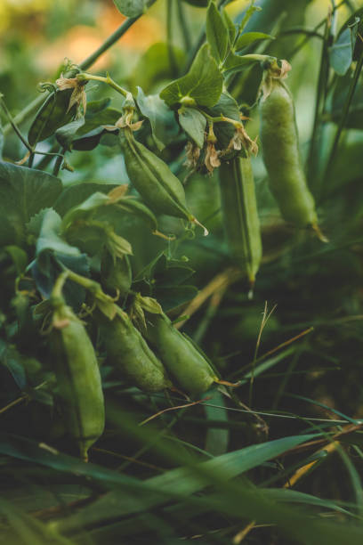 istock Green fresh peas in a wooden plate 2158169368
